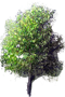 Brzoza papierowa